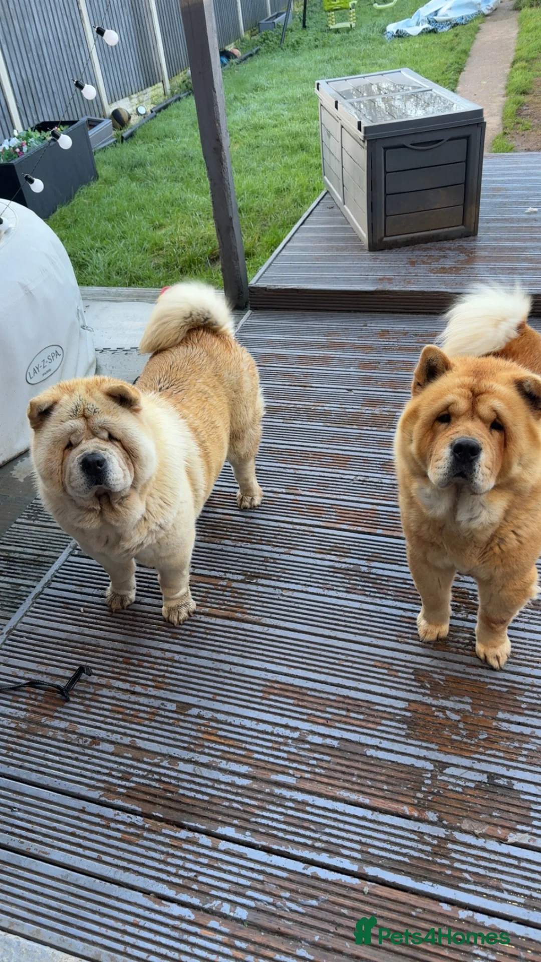 Chow Chow dogs for sale: Coco and rocko 4yr old chows - Advert 1