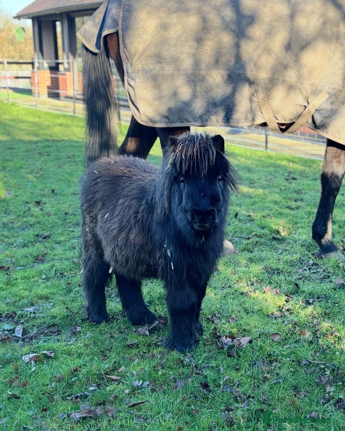 Shetland pony horses Black Colt miniature shetland - Advert 11