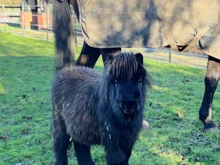 Shetland pony horses Black Colt miniature shetland - Advert 18