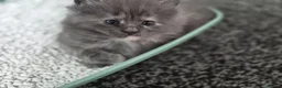Maine Coon cats for sale: Stunning maine coon full pedigree kittens - Advert 6