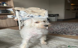 Cockapoo dogs for sale: Poodle mixed dog - Image 15