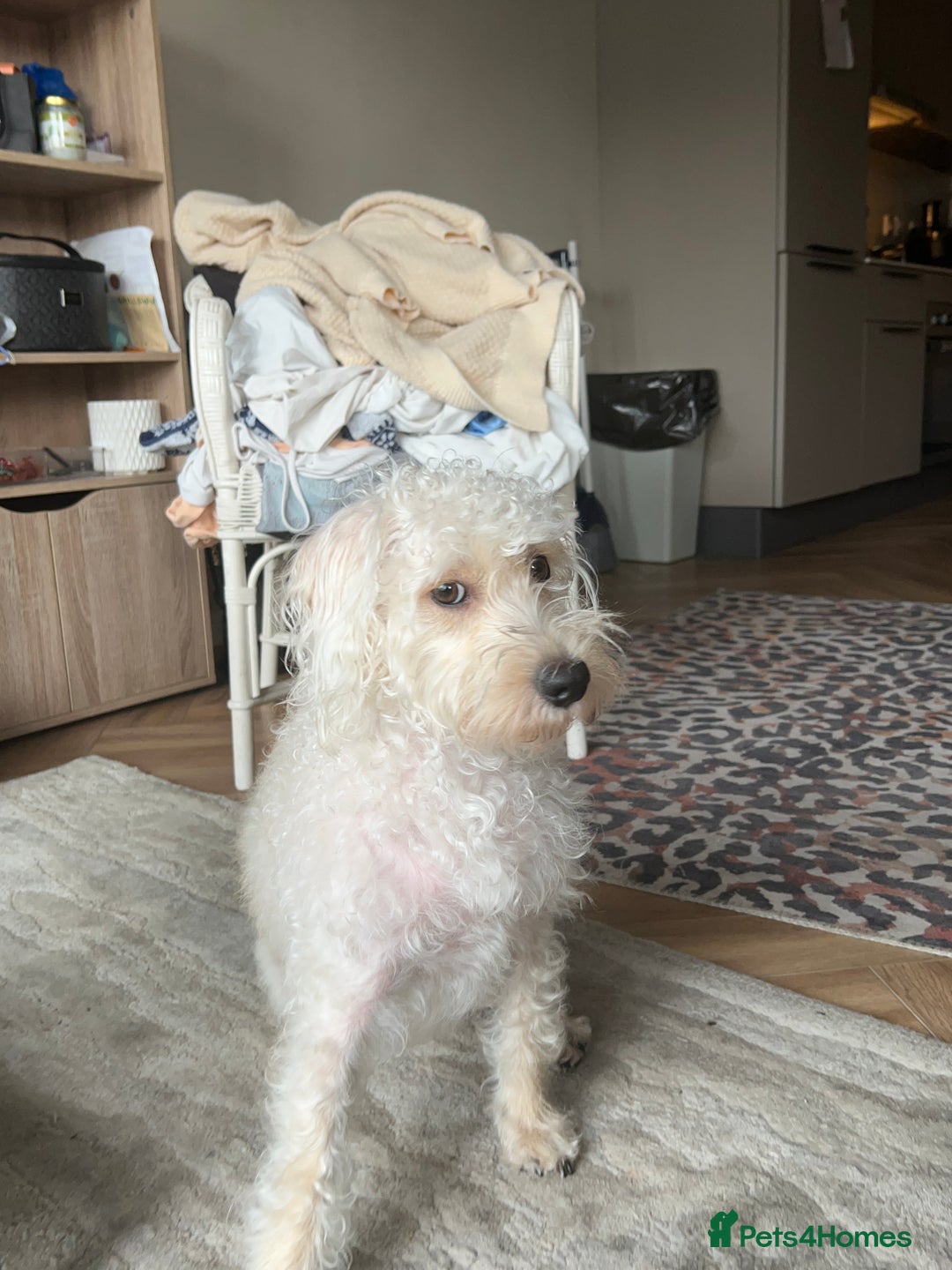 Cockapoo dogs for sale: Poodle mixed dog - Image 15