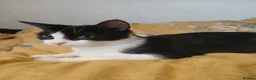 Mixed Breed cats for sale: Tuxedo/Tabby kittens 8 weeks old - Advert 4