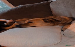 Mixed Breed dogs for sale: 1 female  - Image 2