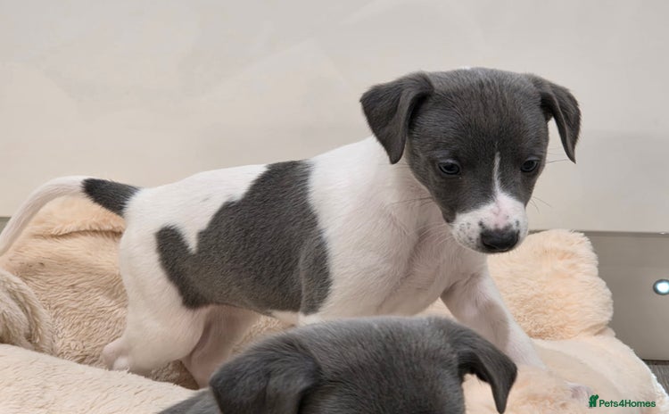 Whippet dogs Stunning kc reg whippets  - Advert 4