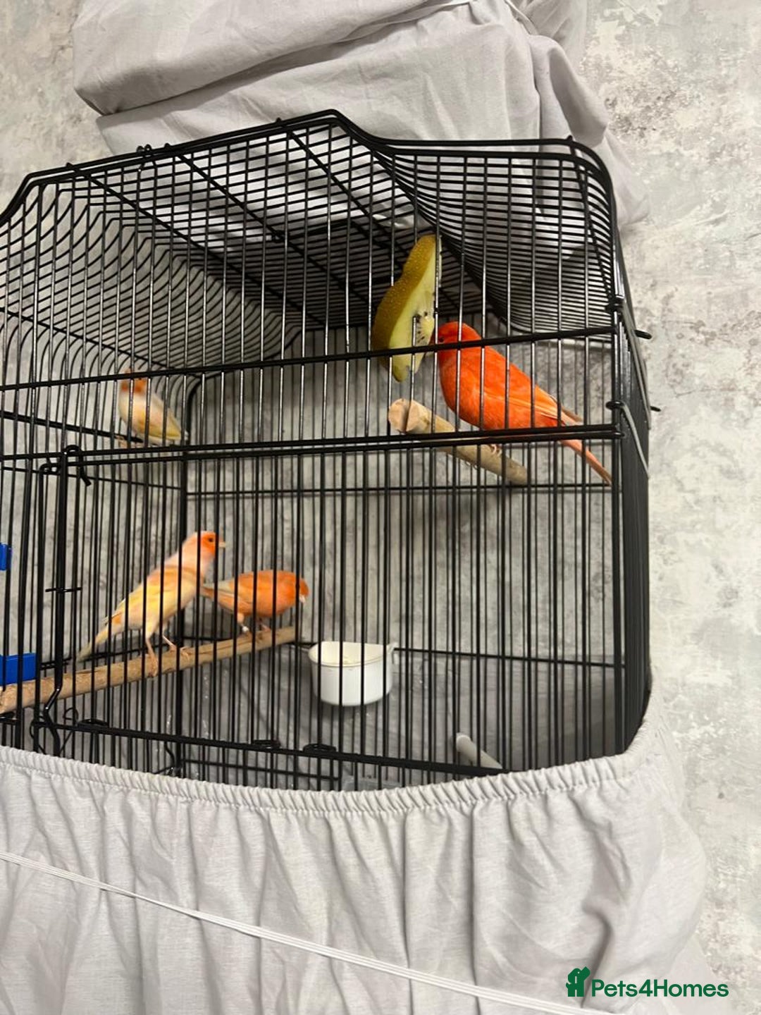 Mixed Breed birds for sale: Canaries - Advert 3