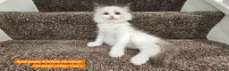 Ragdoll cats for sale: Stunning Ragdoll Kittens – Boys Only (TICA) - Advert 14