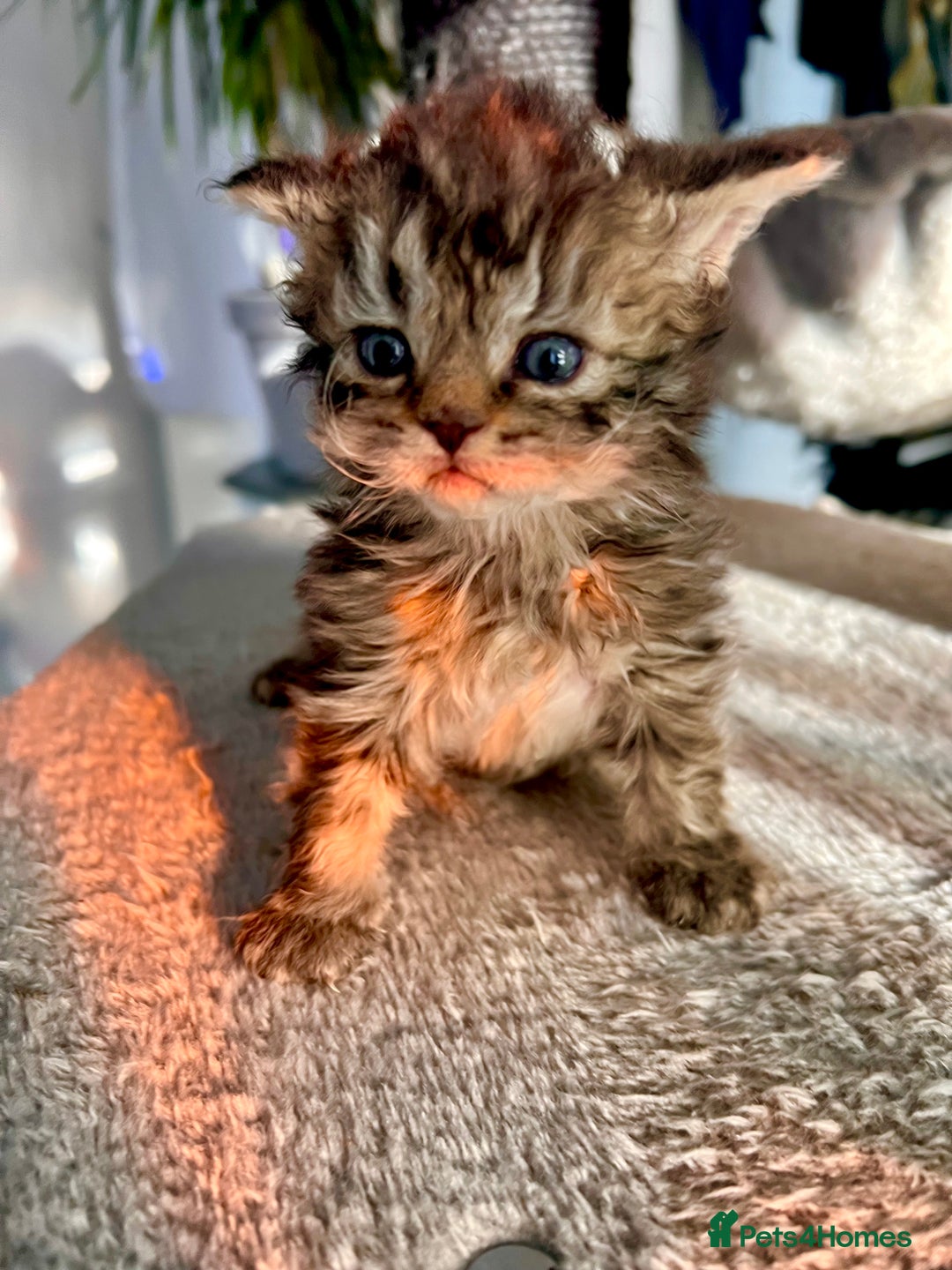 Selkirk Rex cats for sale: Stunning Selkirk rex kittens - Advert 36