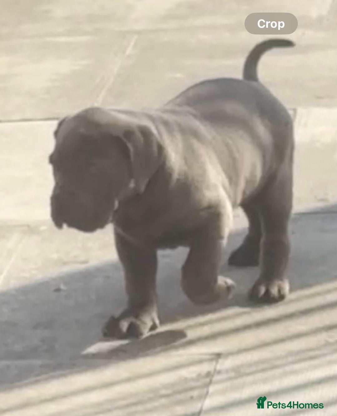 Cane Corso dogs for sale: Champion breed boodline cane corso  - Image 12