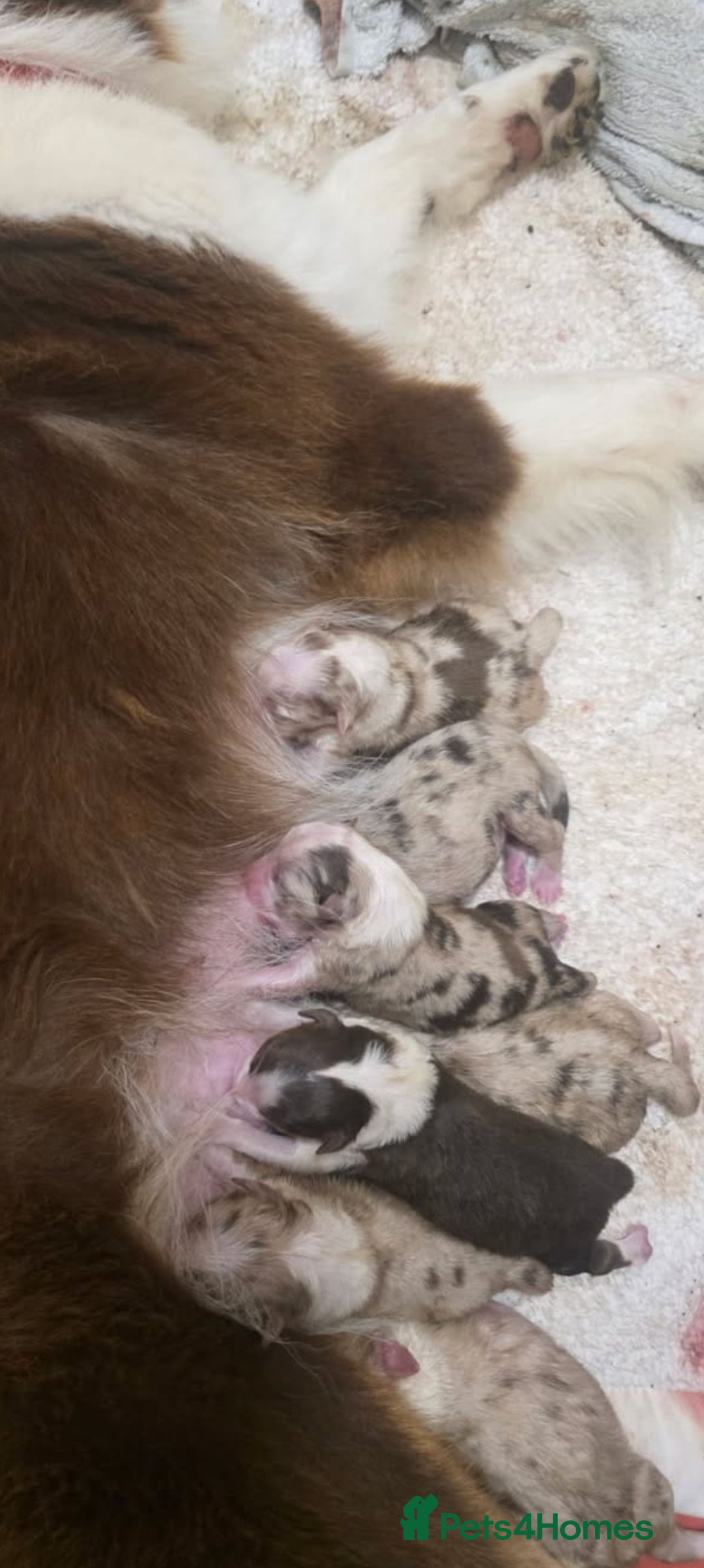 Australian Shepherd dogs for stud: Proven HT KC Champ Red Merle Australian Shep Stud in Bromley - Image 12