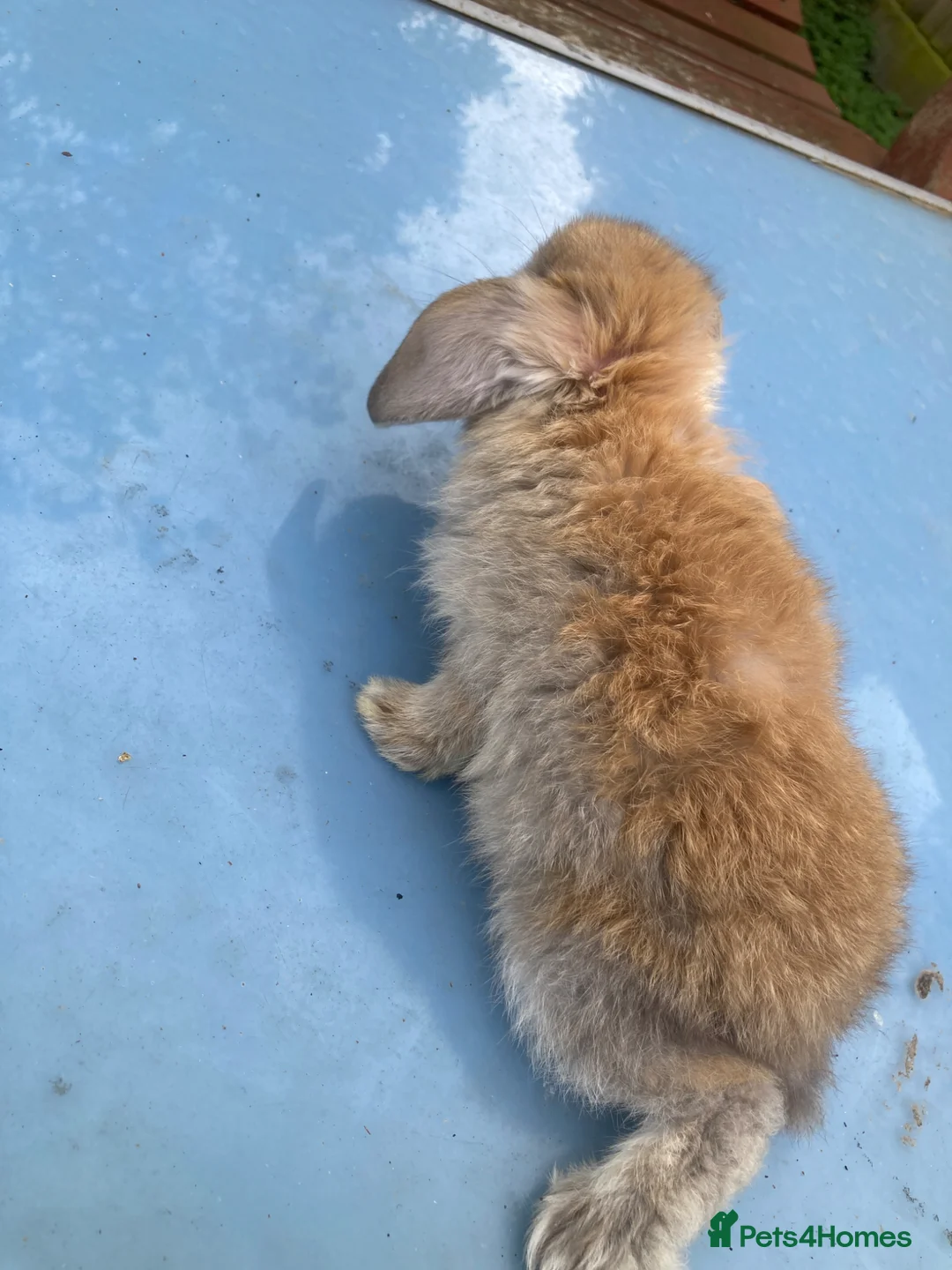 French Lop rabbits for sale: French Lop Bunnies in London - Advert 20