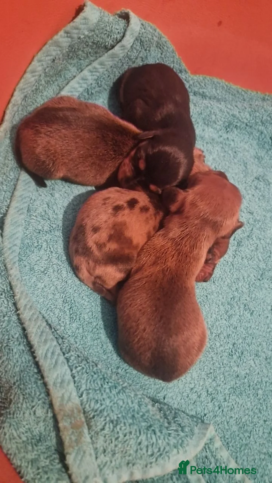 Miniature Dachshund dogs for sale: Beautiful miniature daschunds  - Advert 2