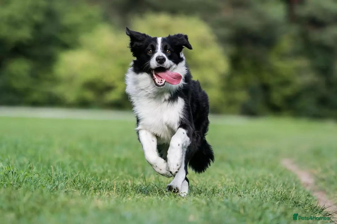 Border Collie dogs for sale: Beautiful girl non kc  - Image 5