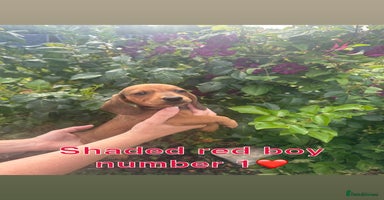 Miniature Dachshund dogs - Advert 14