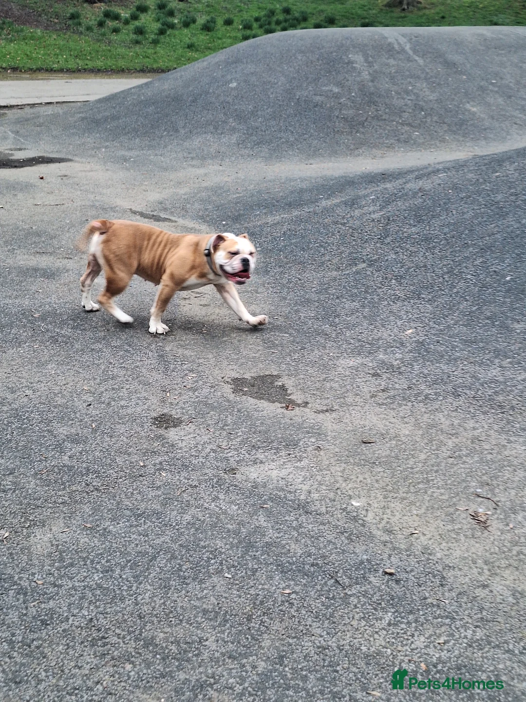 Olde English Bulldogge dogs for sale: Doris the olde English bulldogge  in Keighley - Advert 2