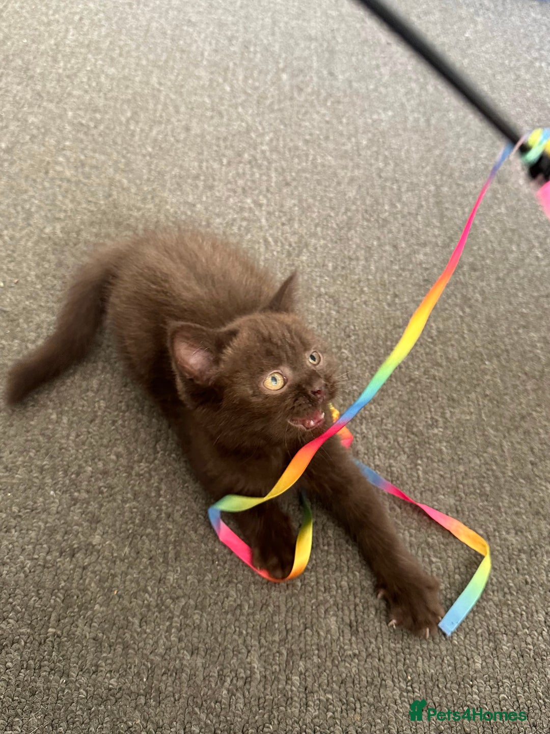 Mixed Breed cats for sale: BSH Ragdoll mix kittens - Advert 10