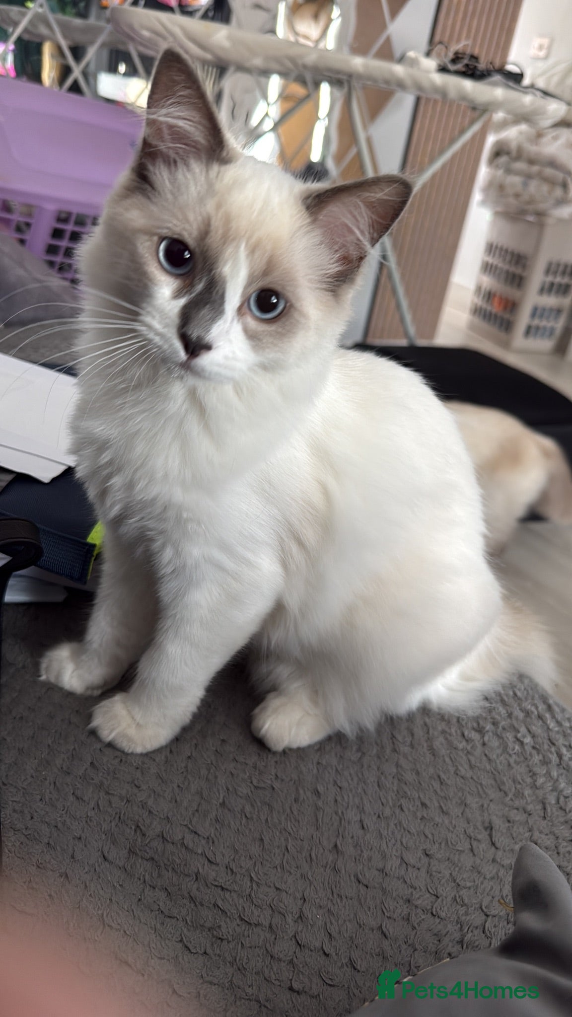 Ragdoll cats Ragdoll kittens 2 girls 1 boy - Advert 1