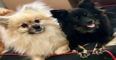 Pomeranian dogs - Advert 11