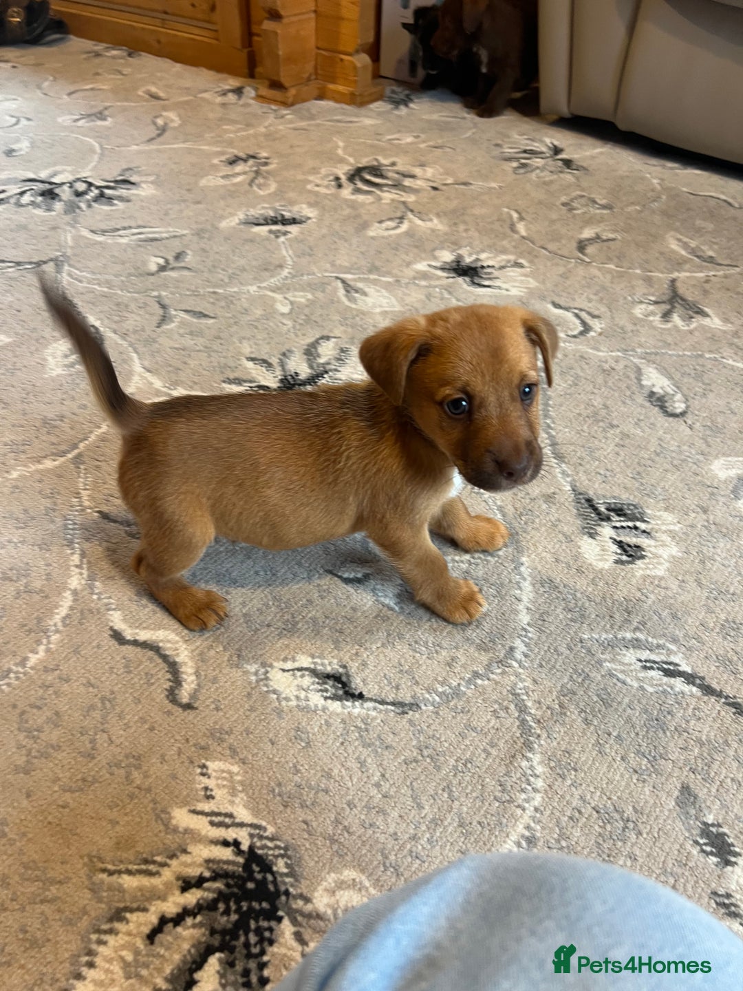 Mixed Breed dogs for sale: Jackapoo pups ready 9th August  - Image 14