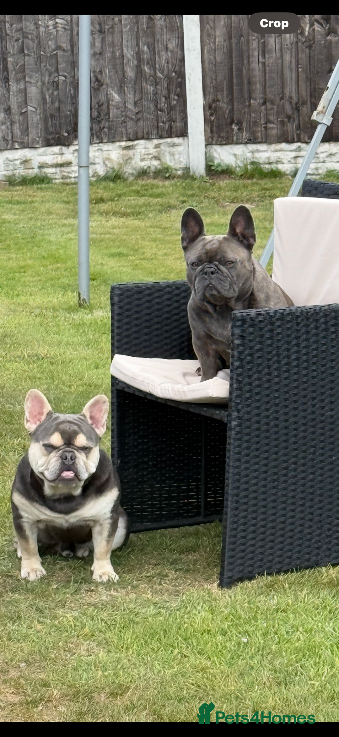 French Bulldog dogs for sale: Beautiful French bulldog boy 1 year old - Image 7