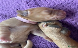 Labrador Retriever dogs for sale: Stunning Fox Red Labrador Puppies – Working lines - Image 14