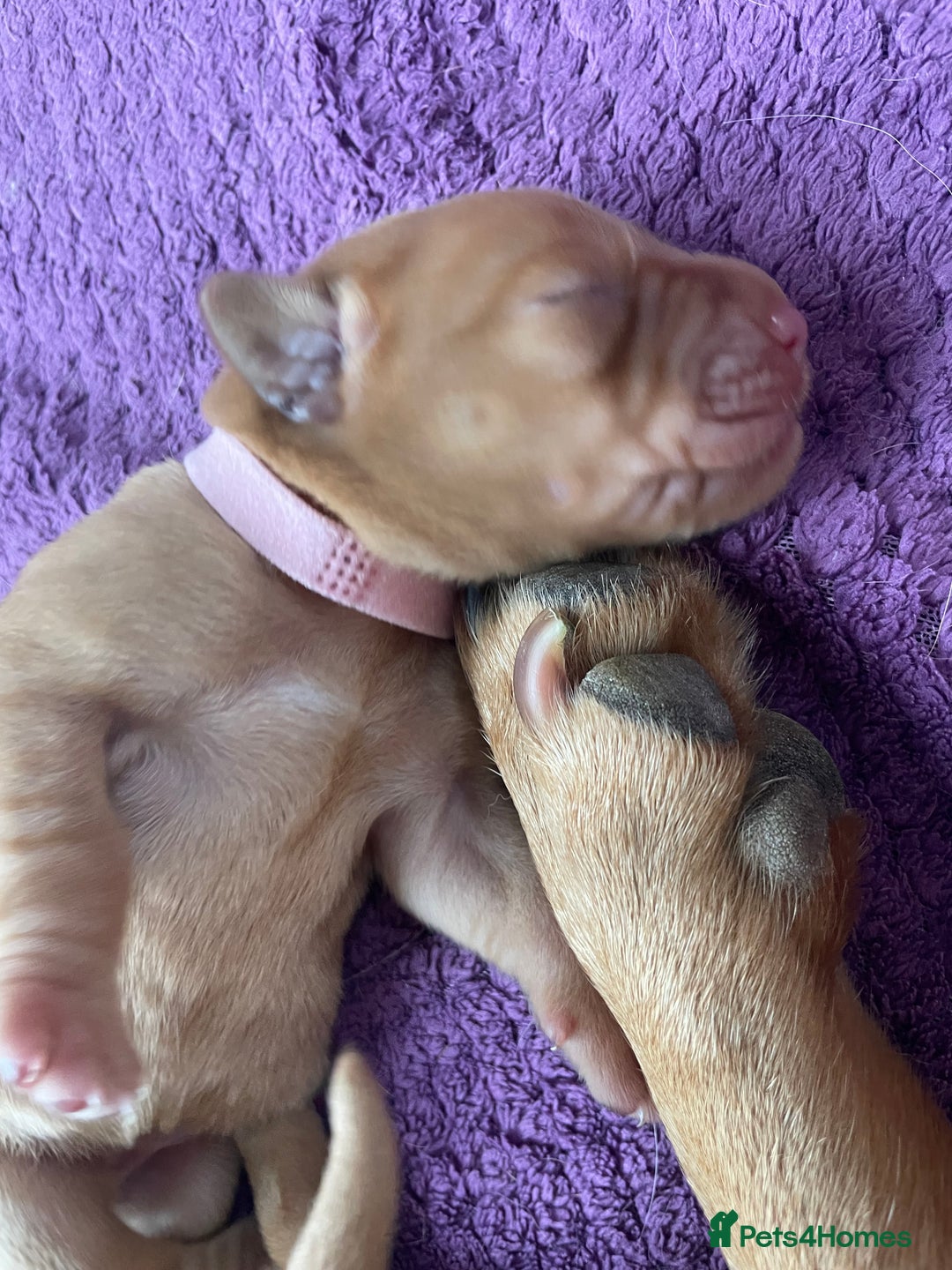 Labrador Retriever dogs for sale: Stunning Fox Red Labrador Puppies – Working lines - Image 14
