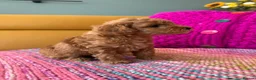 Poochon dogs for sale: Beautiful Poochon Puppies - Advert 9