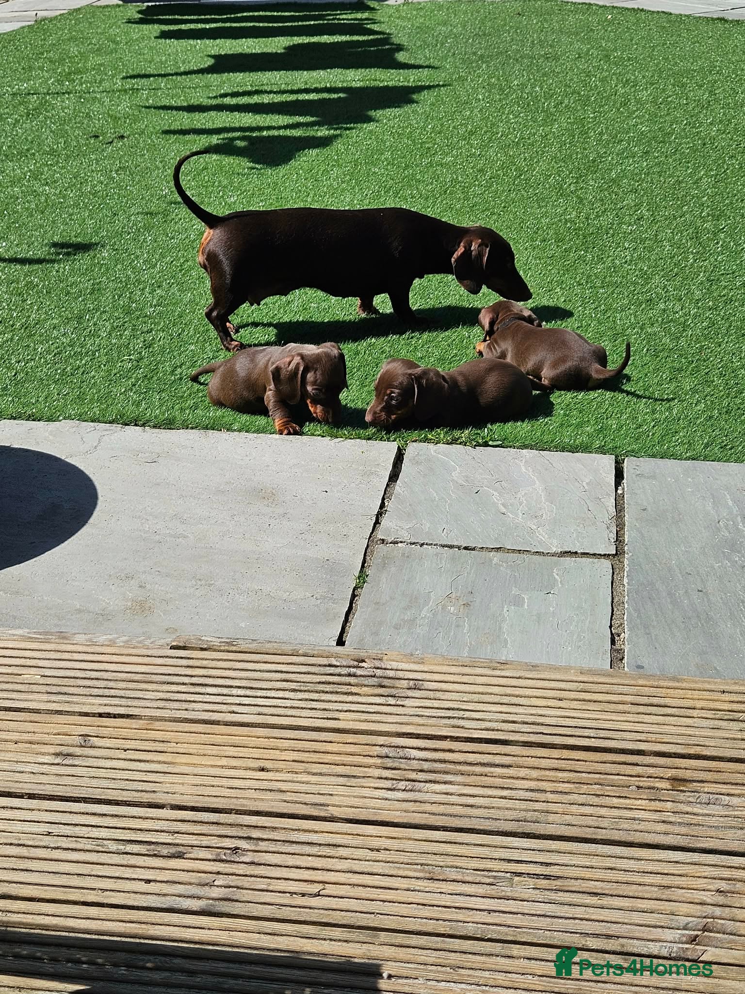 Dachshund dogs Gorgeous 8 week old male - Advert 1