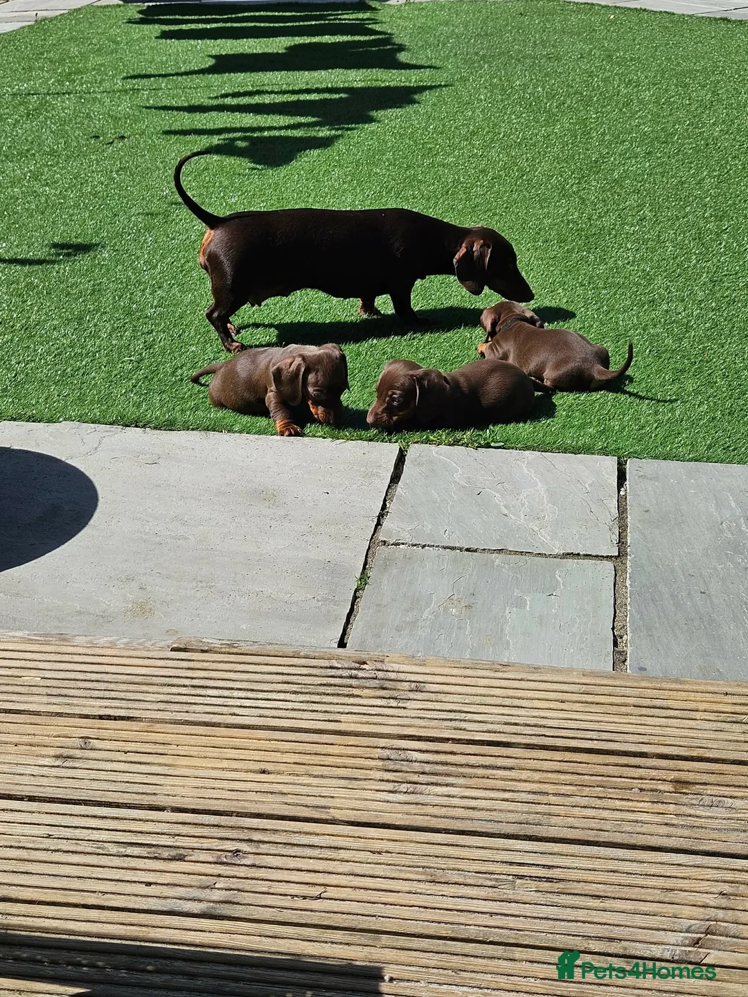 Dachshund dogs for sale: Gorgeous 8 week old male - Advert 1