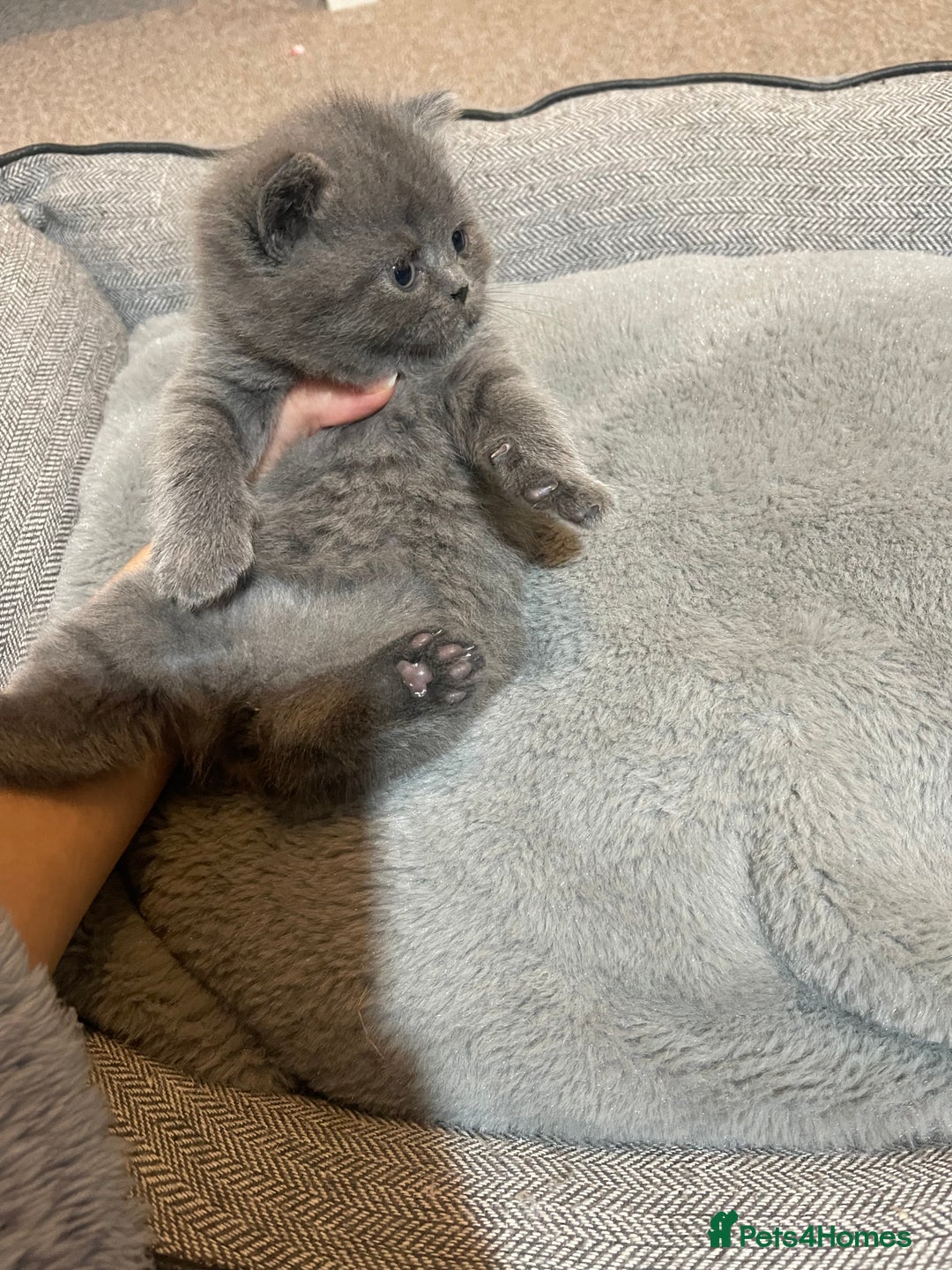British Shorthair cats for sale: CHUNKY CHAMPION LINE BRITISH BLUE SHORTHAIR KITTEN - Advert 6