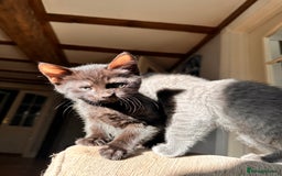 Domestic Shorthair cats for sale: Pretty little kittens - Image 2