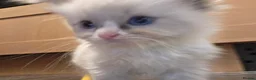 Ragdoll cats for sale: 🩵 6 Beautiful pure ragdolls 🩷 - Advert 14
