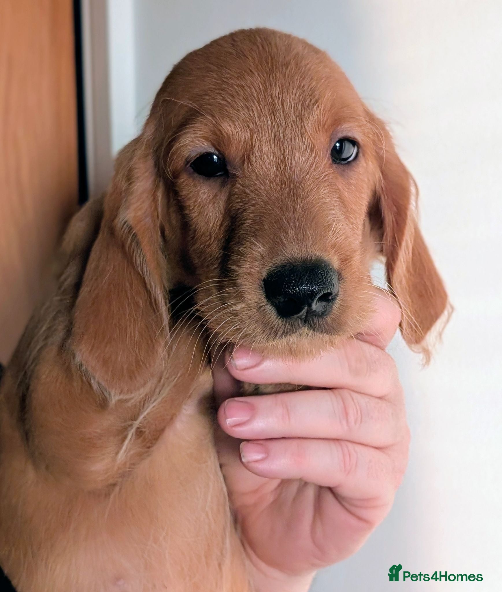 Labradoodle dogs Ready Now - Miniature Aussie Labradoodles - Advert 1
