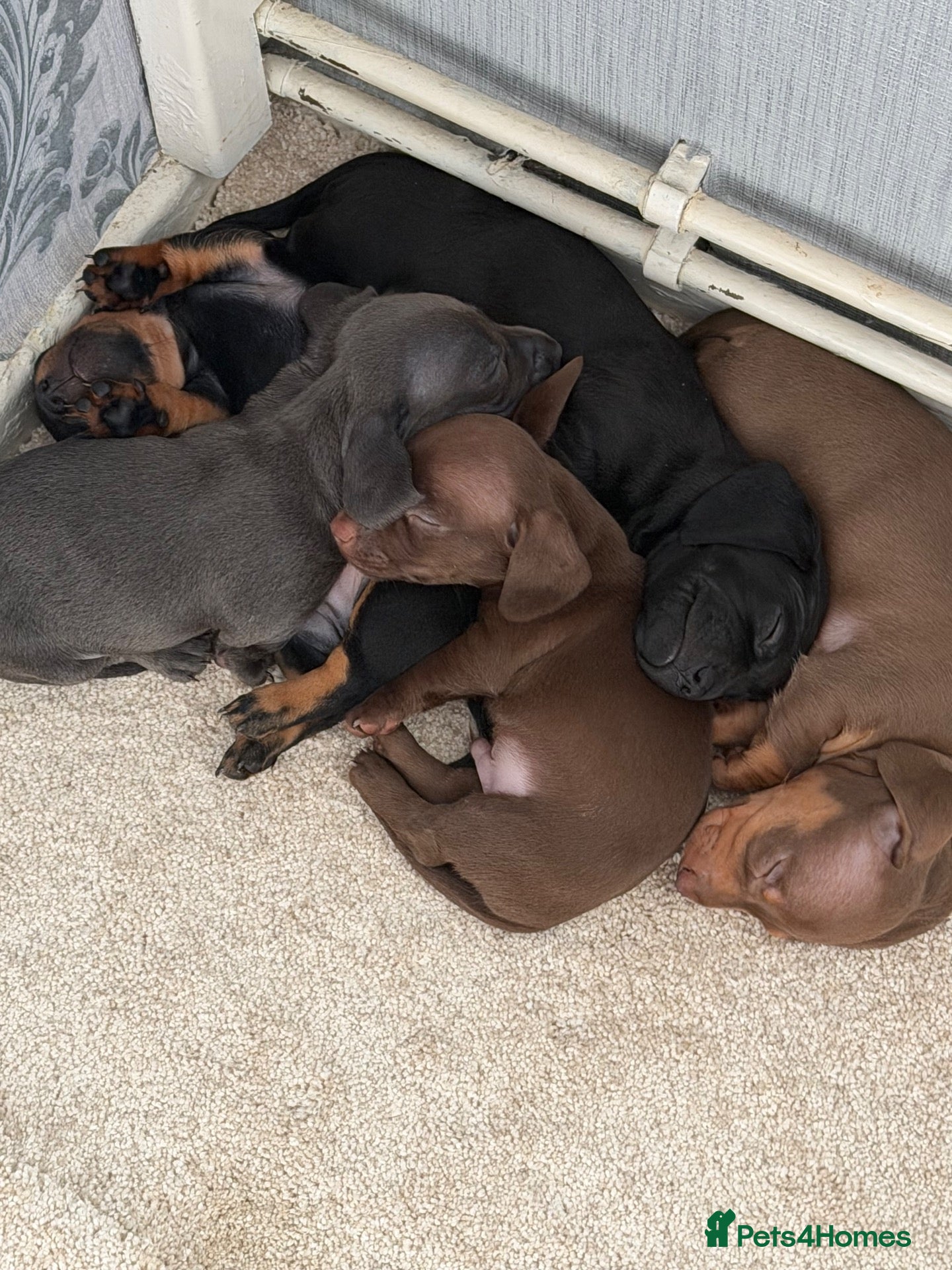 Miniature Dachshund dogs Miniature dachshunds  - Advert 2