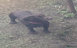 Cocker Spaniel dogs for sale: Beautiful rosie - Image 3