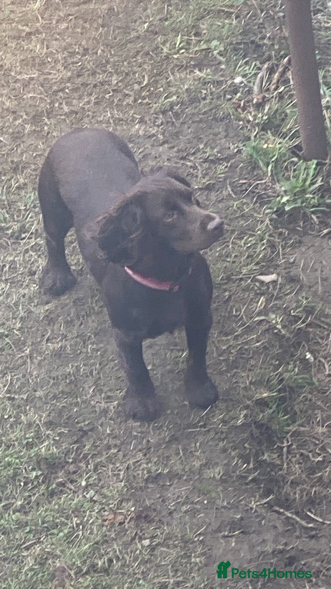Cocker Spaniel dogs for sale: Beautiful rosie - Image 3