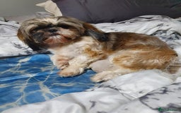 Shih Tzu dogs for sale: Shih Tzu Puppies for Sale - Image 4