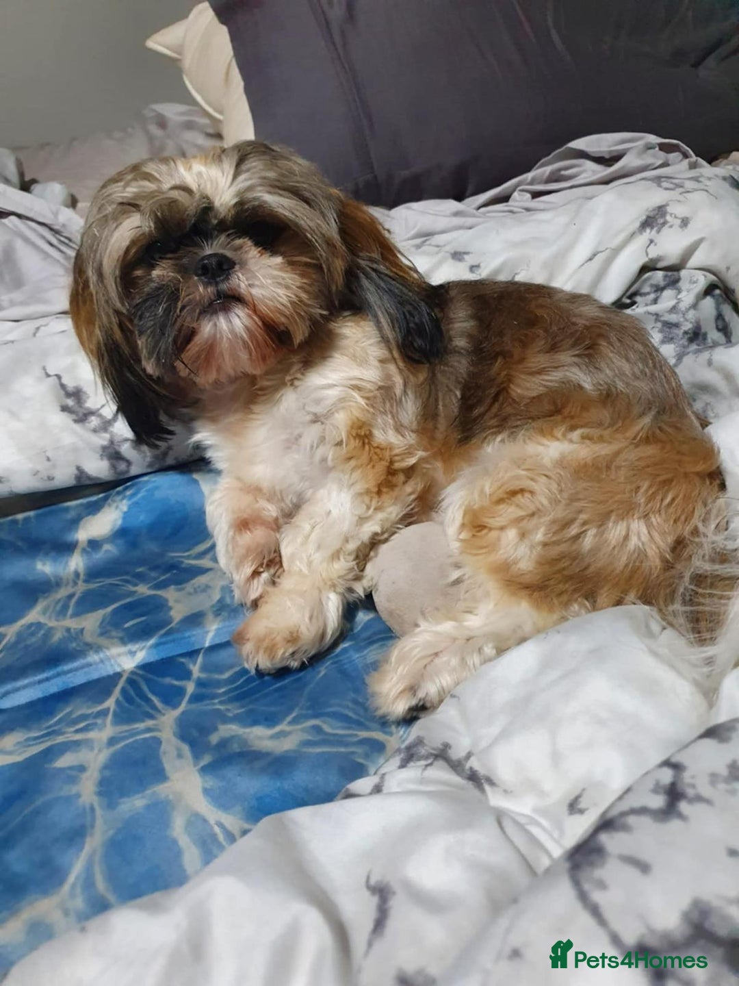 Shih Tzu dogs for sale: Shih Tzu Puppies for Sale - Image 4