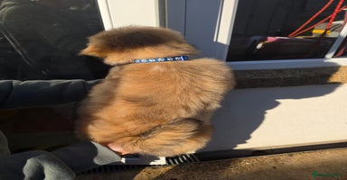 Lhasa Apso dogs Lhasa Apso Puppies - Advert 15