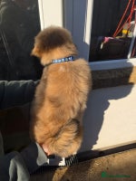 Lhasa Apso dogs Lhasa Apso Puppies - Advert 2