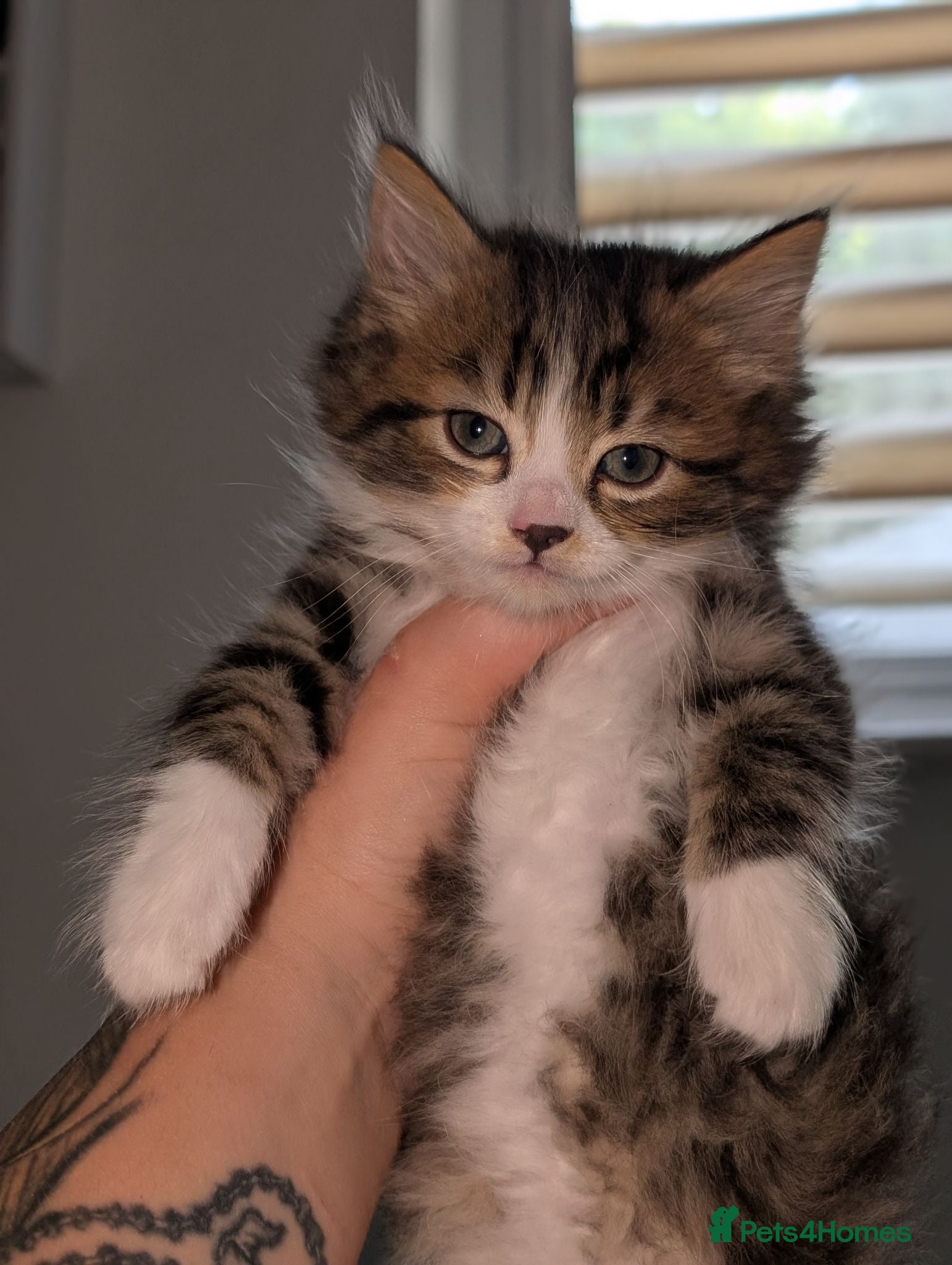 Mixed Breed cats Maine coon cross kittens  - Advert 1