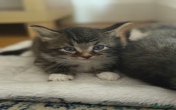 British Shorthair cats for sale: Male&Female British short hair kitten - Image 2