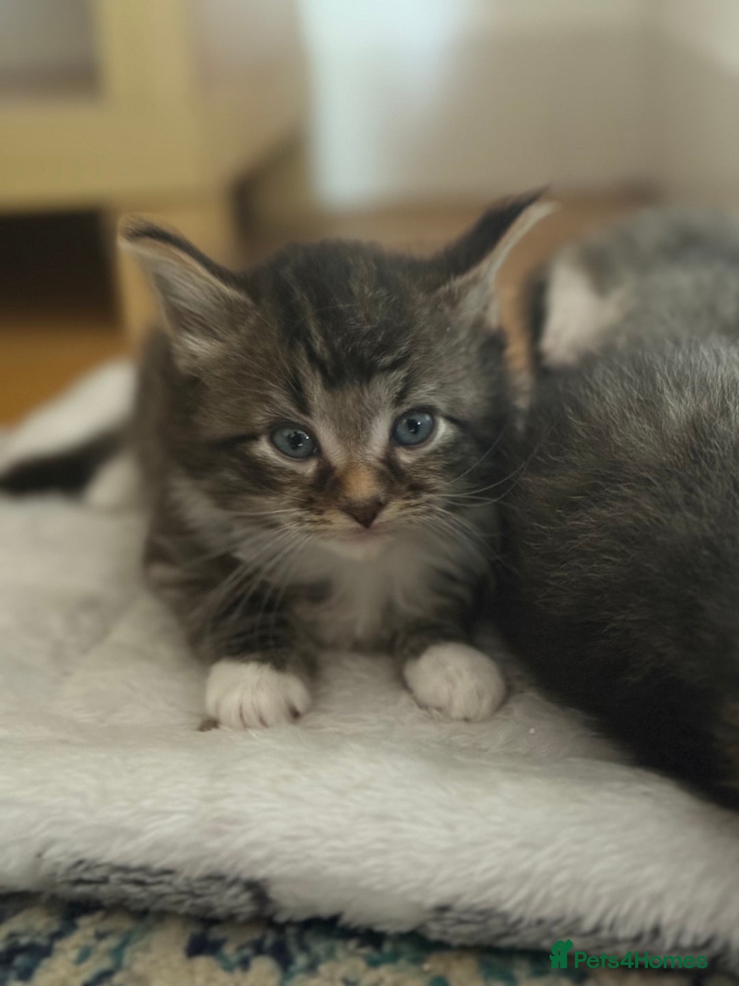 British Shorthair cats for sale: Male&Female British short hair kitten - Image 2