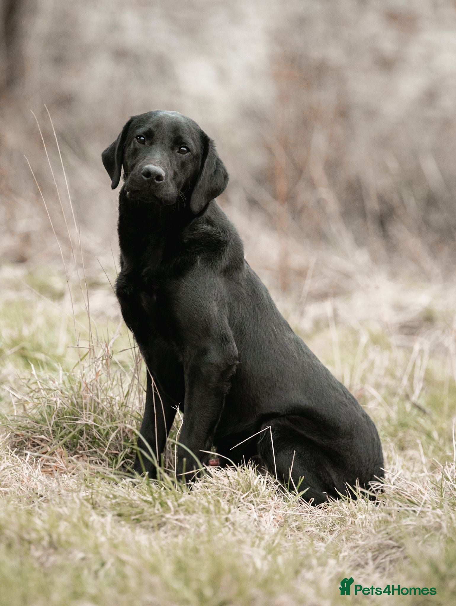 Labrador Retriever dogs Beautiful Labrador puppies  - Advert 2