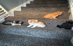 Mixed Breed cats for sale: 6 kitten kittens looking for there forever homes  - Image 12