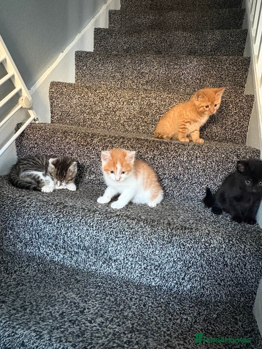 Mixed Breed cats for sale: 6 kitten kittens looking for there forever homes  - Image 12