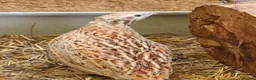 Quail poultry for sale: Quail Hatching eggs 🥚  - Advert 12