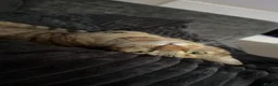 Mixed Breed cats for sale: 2 year old friendly tabby female - Advert 4