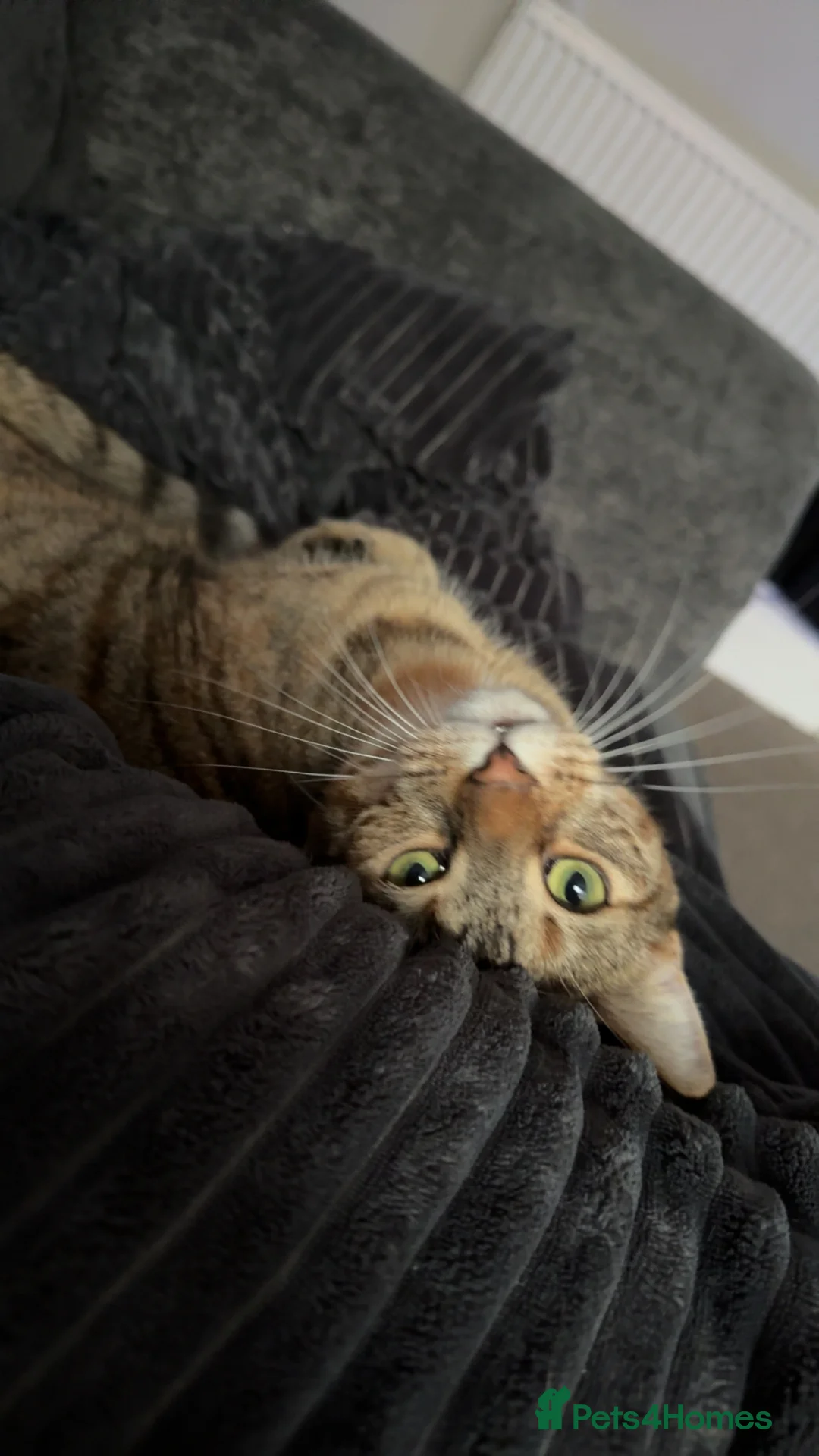 Mixed Breed cats for sale: 2 year old friendly tabby female - Advert 4
