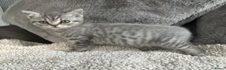 British Shorthair cats for sale: Lilac silver tabby kitten s  - Advert 7